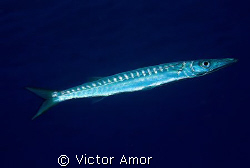 Silver and blue by Victor Amor 